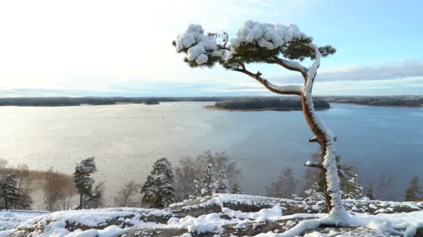 Scandinavian landscape. Lonely pine covered snow on a rock over the Baltic Sea — Stock Video