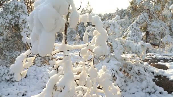 Floresta na neve. Finlândia . — Vídeo de Stock