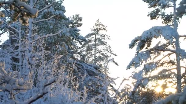 Floresta na neve. Finlândia . — Vídeo de Stock