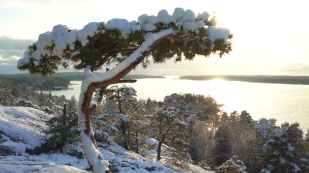Skandinaviska landskap. Ensam tall omfattas snö på en klippa över Östersjön — Stockvideo