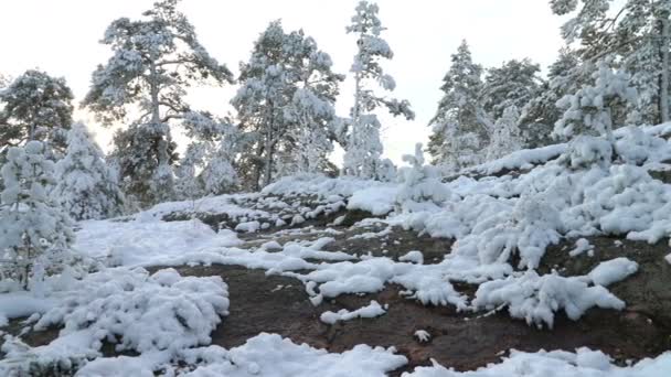 Bos in de sneeuw. Finland. — Stockvideo