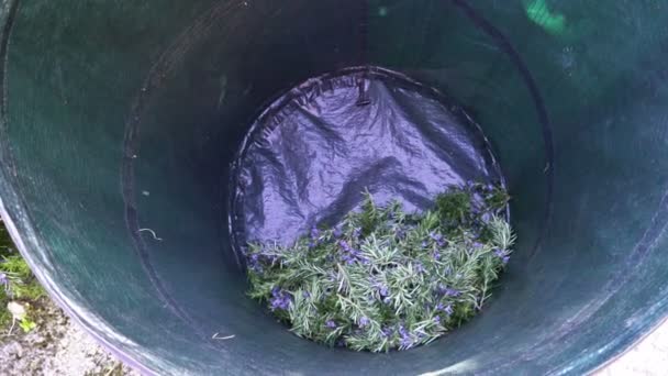 Collecting rosemary in the Alps. — Stock Video