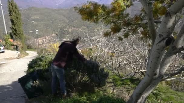 Collecting rosemary in the Alps. — Stock Video