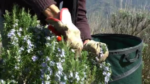 Coleta de alecrim nos Alpes . — Vídeo de Stock