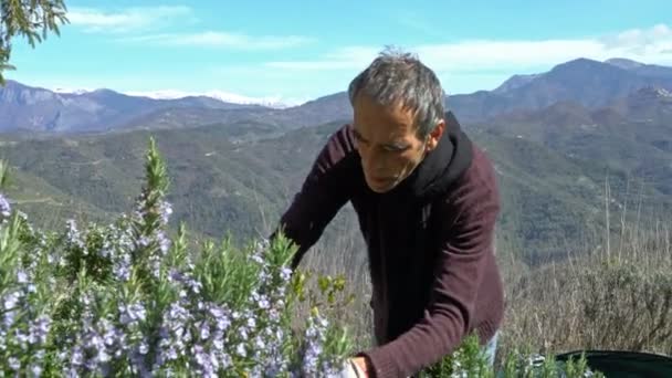 Het verzamelen van rozemarijn in de Alpen. — Stockvideo