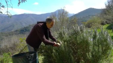 Biberiye Alpleri'nde toplama.