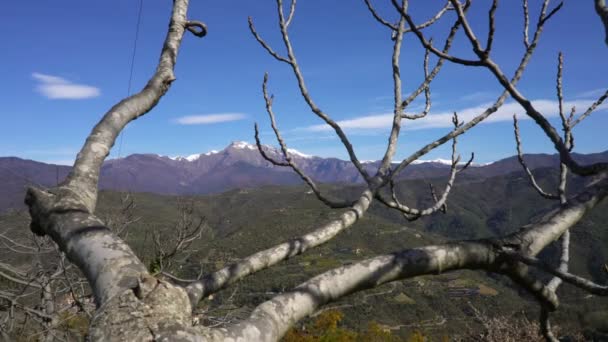 Eenzame bladloos boom op de berg — Stockvideo