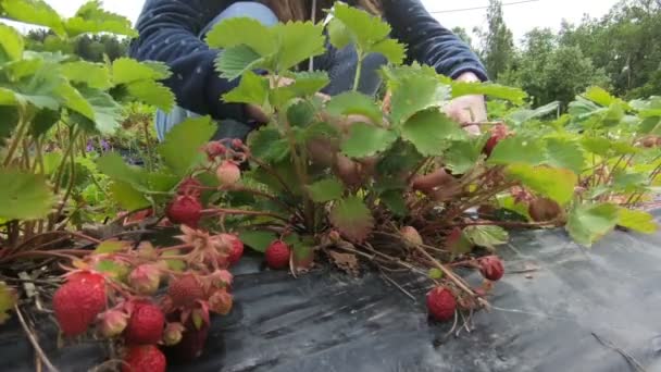 Jonge vrouw en haar dochter oogsten aardbeien in het veld — Stockvideo