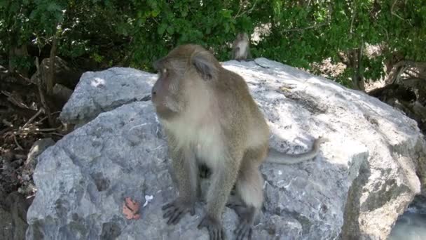 Crabe manger macaque sur l'île de singe près de Phi Phi Thaïlande — Video