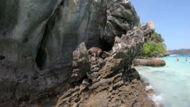 Phi Phi Tayland yakınlarındaki Maymun Adası 'nda vahşi makaklar.