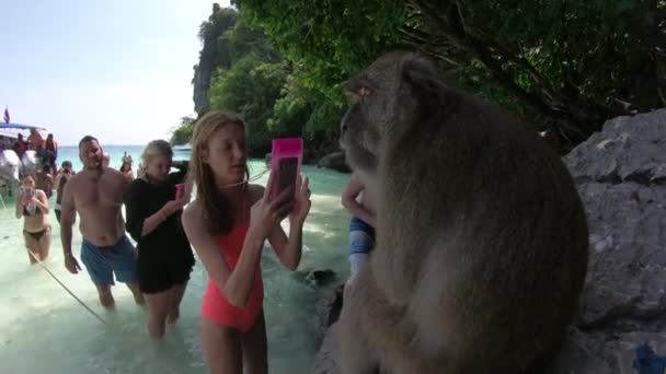 Aggressiv vild apa attack turist på Monkey Island nära Phi Phi. — Stockvideo