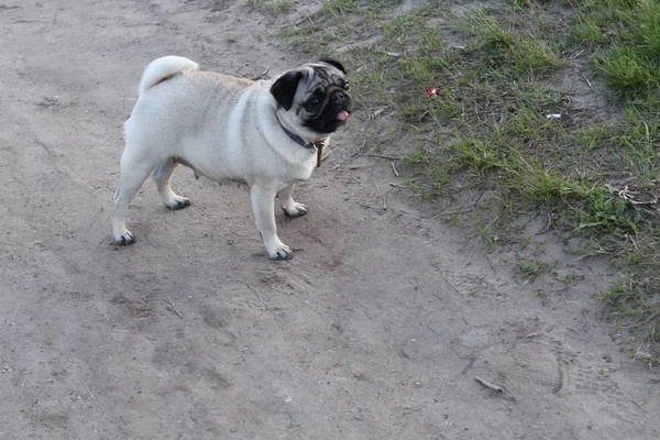 Lilla vackra mops hunden — Stockfoto