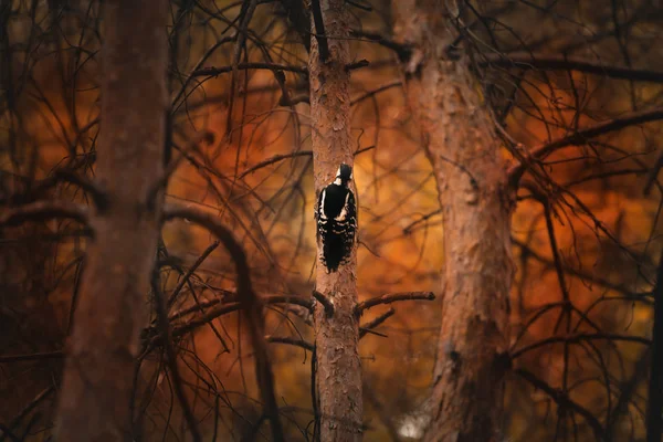 Specht zittend op een boom — Stockfoto