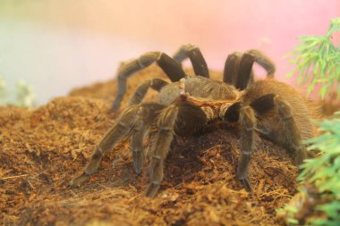 tarantula brachypelma albopilosum