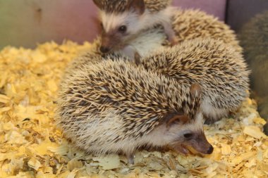 Küçük güzel kirpi