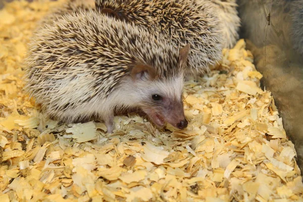 Küçük güzel kirpi