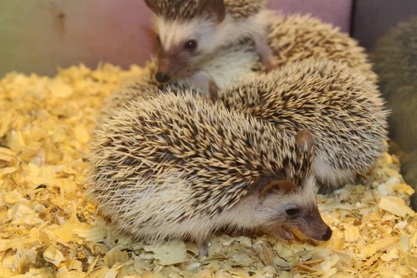 Küçük güzel kirpi