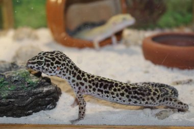 Eublepharis macularius. Leopar Gecko