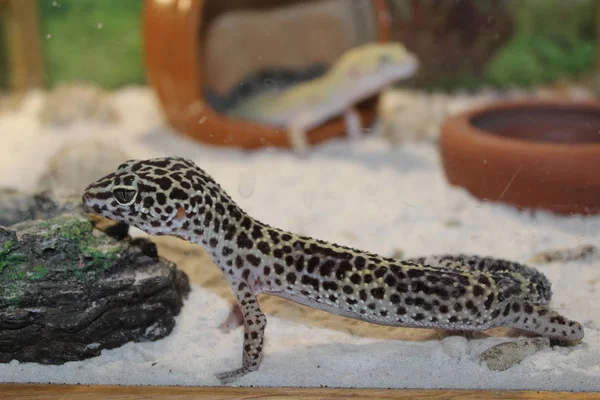 Eublepharis macularius. Gecko леопард — стокове фото