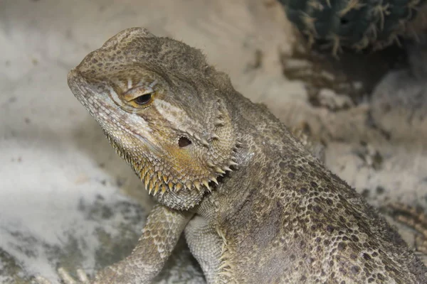 Agama-bärtiger Pogona vitticeps — Stockfoto