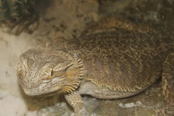 Agama barbudo Pogona vitticeps — Fotografia de Stock