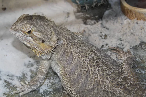 Agama barbudo Pogona vitticeps — Fotografia de Stock