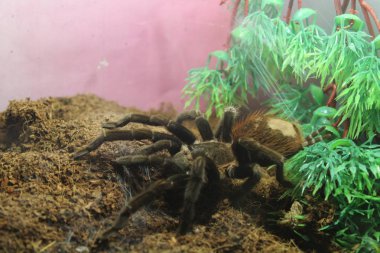tarantula örümceği brachypelma albopilosum
