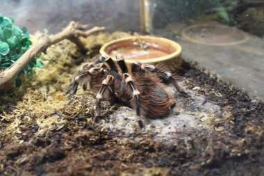 Büyük örümcek tarantula brachypelma