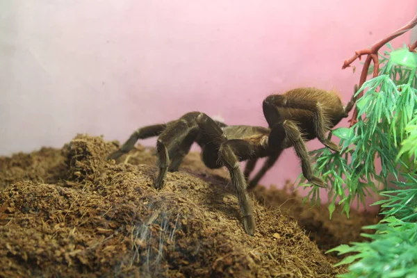 tarantula örümceği brachypelma albopilosum