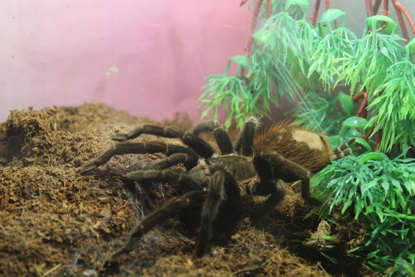 tarantula örümceği brachypelma albopilosum