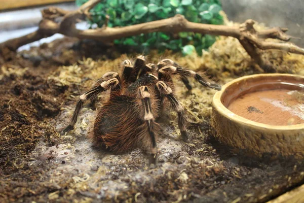 Büyük örümcek tarantula brachypelma