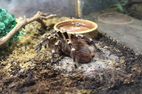 Büyük örümcek tarantula brachypelma