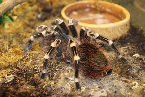 Büyük örümcek tarantula brachypelma