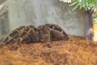 tarantula aphonopelma seemanni