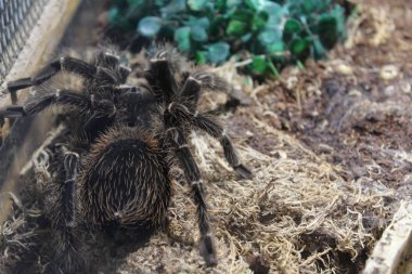 tarantula örümcek brachypelma