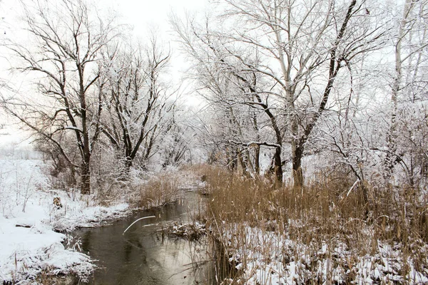 De rivier in het winter forest — Stockfoto