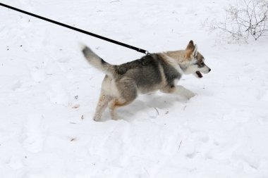 Siberian dış yapraklar bir yürüyüş için dışarı çıktı
