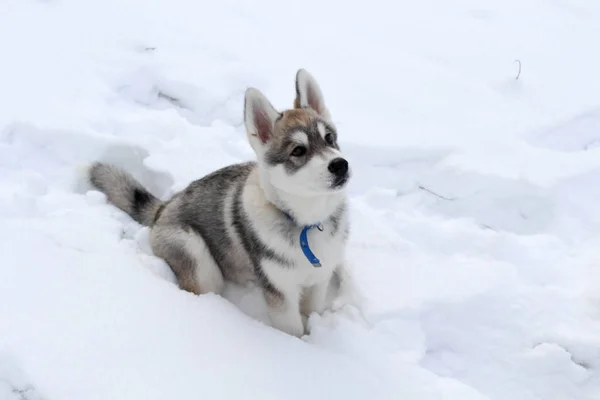 El perro de Husky espera al dueño. — Foto de Stock