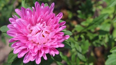 güzel pembe krizantem