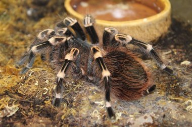 Güzel güzel tavşanlar