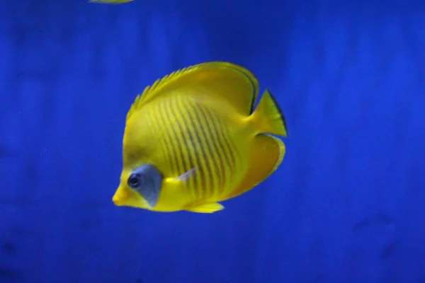 Een kudde vis van verschillende kleuren. — Stockfoto