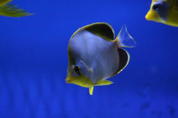 Een kudde vis van verschillende kleuren. — Stockfoto