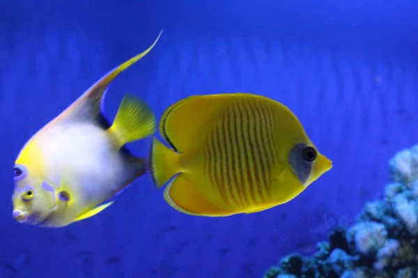 Ein Schwarm Fische in verschiedenen Farben. — Stockfoto