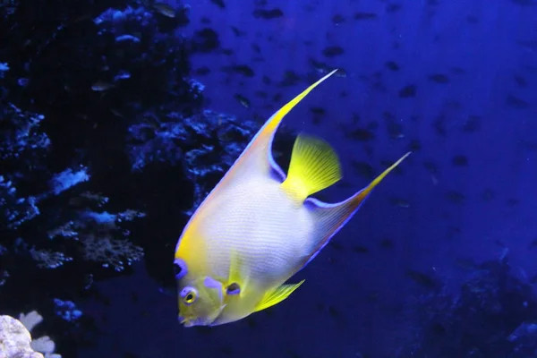 Een kudde vis van verschillende kleuren. — Stockfoto