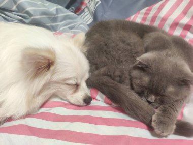 Güzel kedi ve köpek yatakta tatlı tatlı uyurlar.