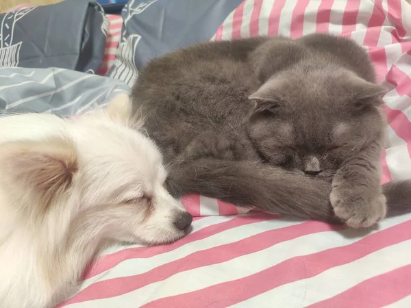 Katze Und Hund Schlafen Zusammen Kätzchen Und Welpe Beim Mittagsschlaf — Stockfoto