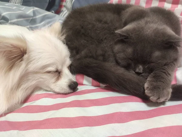 Gato Escocês Voz Alta Dorme Com Cachorro Spitz Alemão — Fotografia de Stock