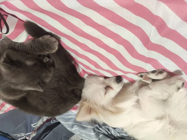 Katze Und Hund Schlafen Zusammen Kätzchen Und Welpe Beim Mittagsschlaf — Stockfoto