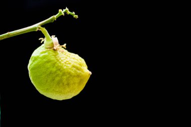 Değil olgun meyve bir dalda limon