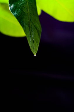 Yeşil limon yaprakları 